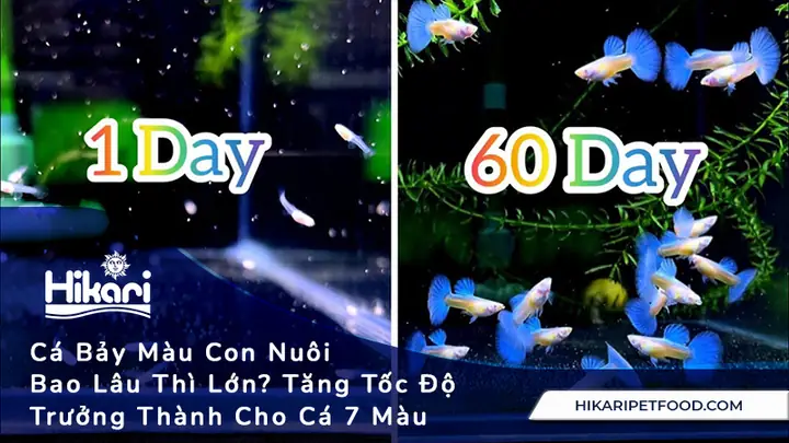 Cá Chép Nuôi Bao Lâu Thì Lớn Cá Chép Nuôi Bao Lâu Thì Lớn