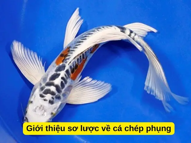 Cá Chép Phụng Vảy Rồng