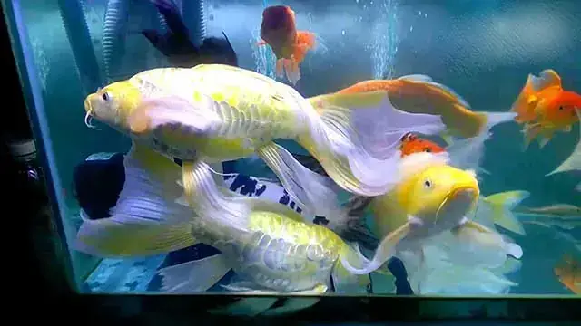 Cá Chép Phượng Hoàng Cá Chép Phượng Hoàng