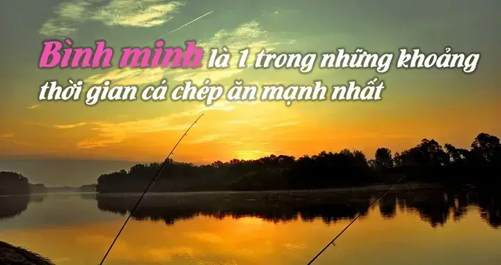 Cá Chép Sống Ở Tầng Nước Nào