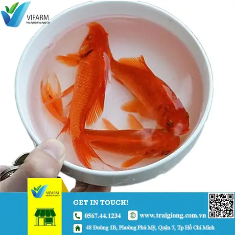 Cá Chép Tam Dương