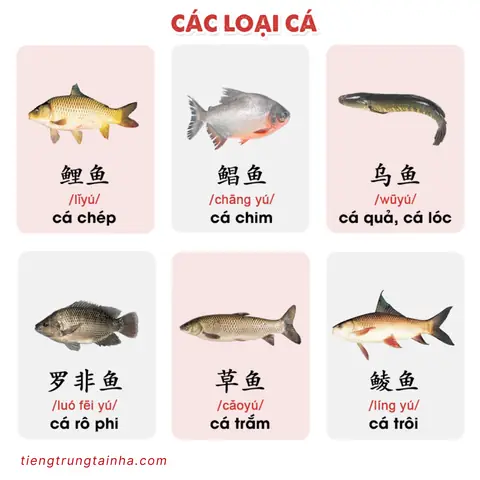 Cá Chép Tiếng Trung Cá Chép Tiếng Trung
