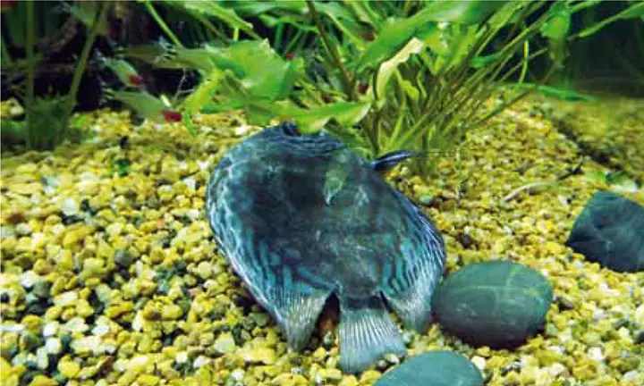 Cá Chết Trong Bể
