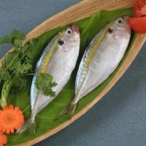 Cá Chỉ Vàng Sống Ở Đâu Cá Chỉ Vàng Sống Ở Đâu