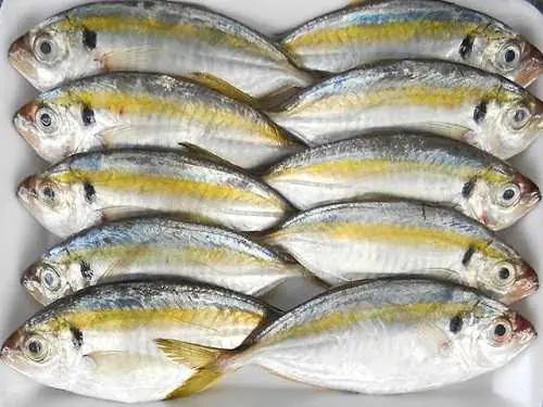 Cá Chỉ Vàng Tiếng Anh