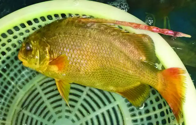 Cá Chìa Vôi Tiếng Anh