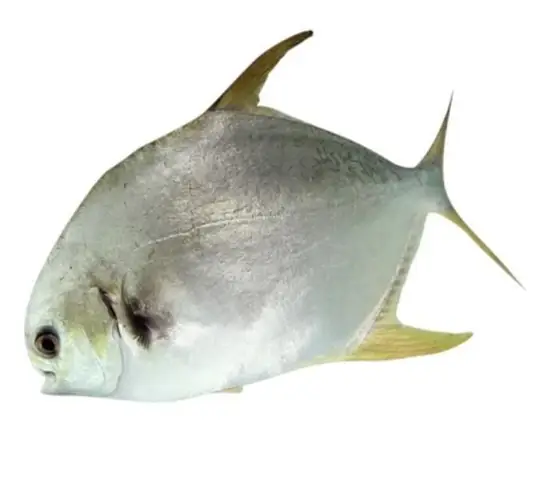 Cá Chim Đài Loan