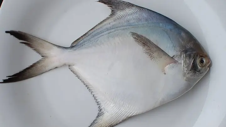 Cá Chim Nước Biển