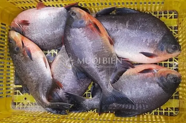 Cá Chim Nước Ngọt Giá Bao Nhiêu