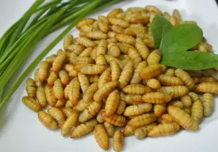 Cá Chim Thích Ăn Mồi Gì