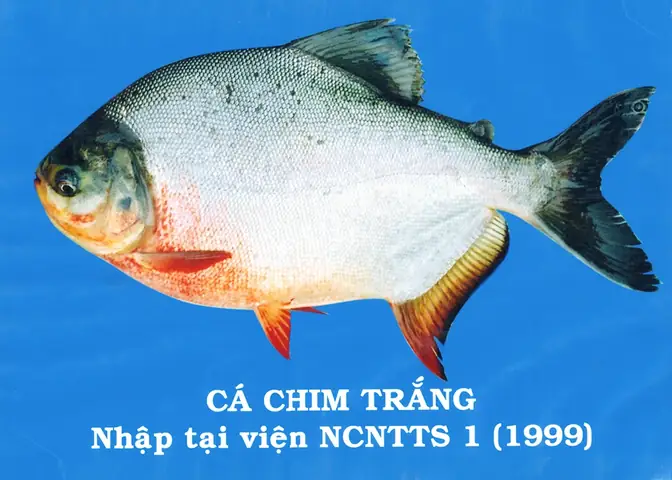 Cá Chim Trắng Ăn Thịt Người