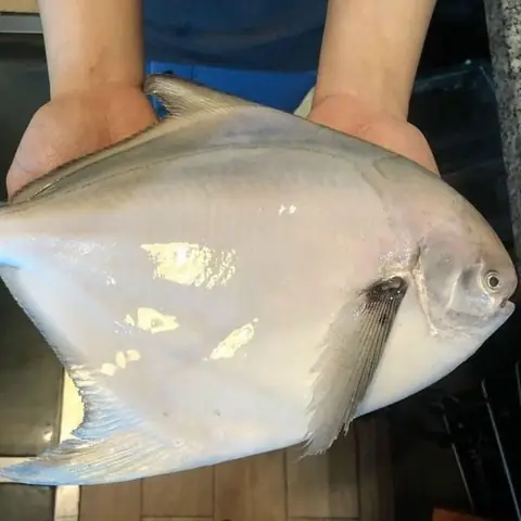 Cá Chim Trắng Nước Mặn