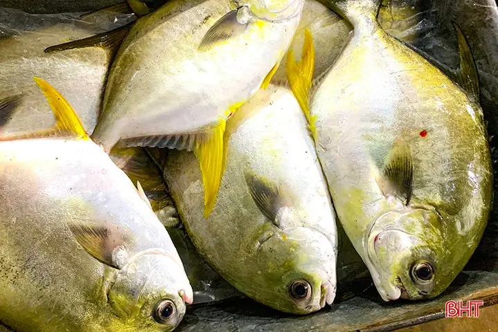Cá Chim Trắng Vây Vàng