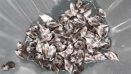 Cá Chim Vây Vàng Giống
