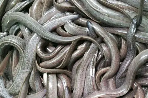 Cá Chình Bạch Tử