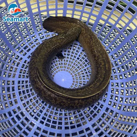 Cá Chình Bông Nước Ngọt