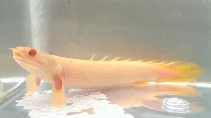 Cá Chình Khủng Long Cá Chình Khủng Long