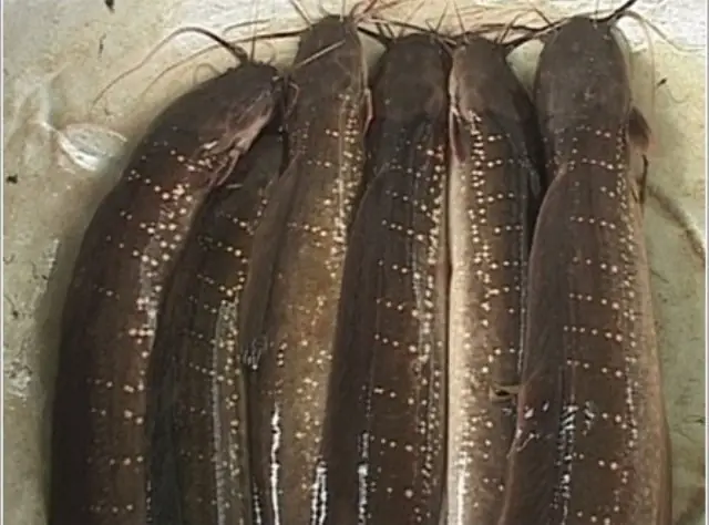 Cá Chình Suối Phú Quốc