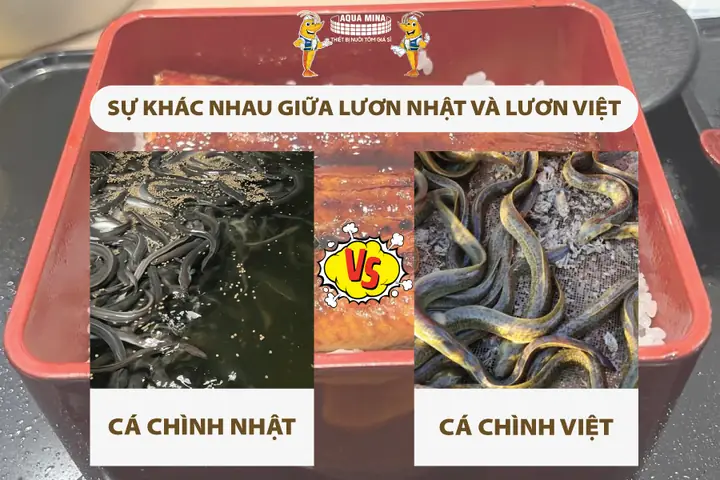 Cá Chình Và Lươn
