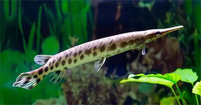 Cá Chó Nước Ngọt