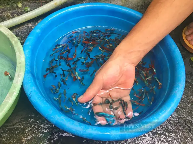 Cá Chọi Hà Nội