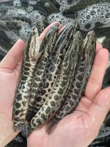 Cá Chuối Hoa Trung Quốc