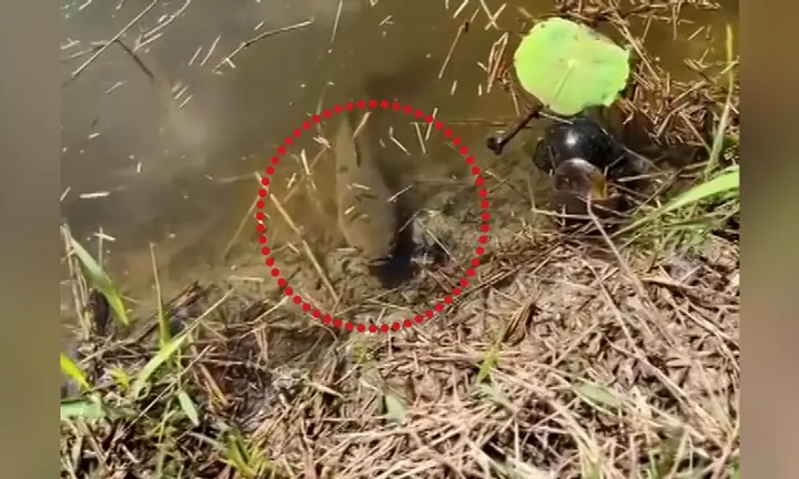 Cá Chuối Nhảy Lên Bờ