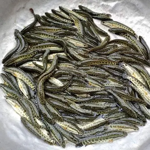 Cá Chuối Nuôi Con