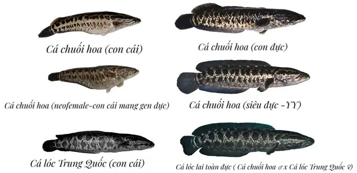 Cá Chuối Và Cá Lóc
