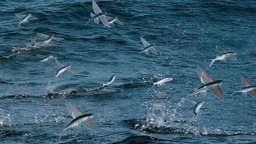 Cá Chuồn Bay Trên Mặt Biển