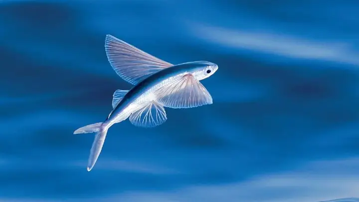 Cá Chuồn Đại Tây Dương