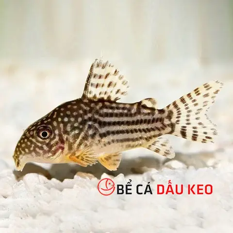 Cá Chuột Đực Cái