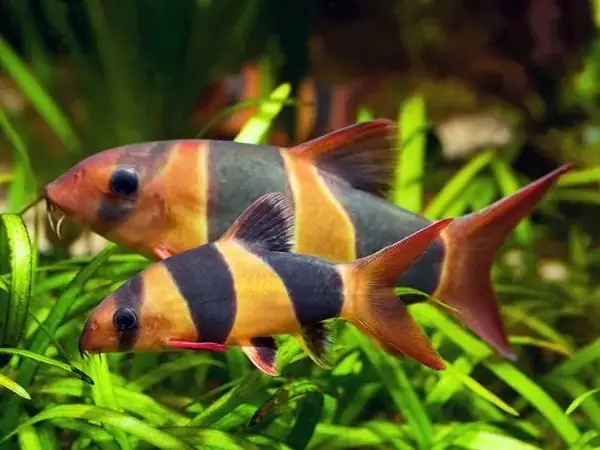 Cá Chuột Mỹ Sinh Sản