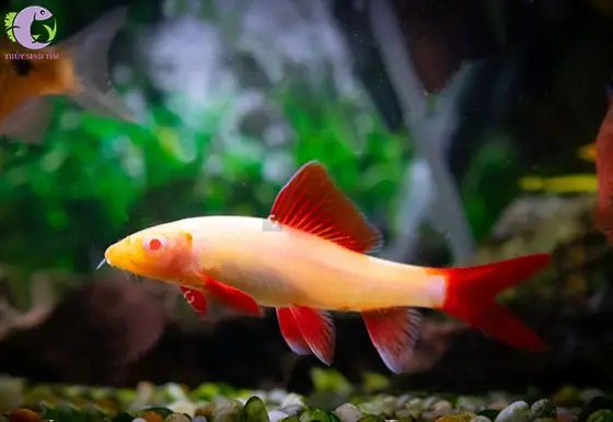 Cá Chuột Thái Dọn Bể