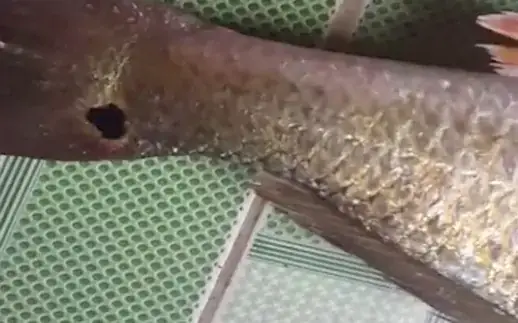 Cá Có Chấm Đen Ở Đuôi Cá Có Chấm Đen Ở Đuôi