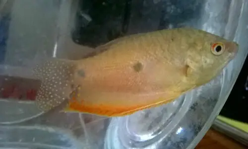 Cá Có Chấm Đen Ở Đuôi Là Cá Gì