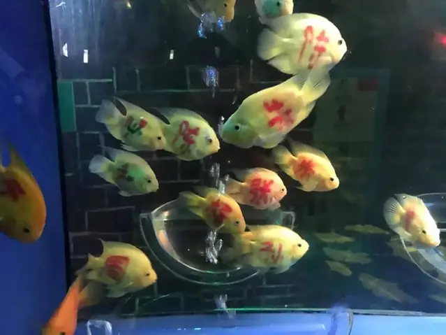 Cá Có Chữ Trên Thân