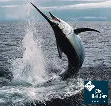 Cá Cờ Giá Bao Nhiêu Cá Cờ Giá Bao Nhiêu