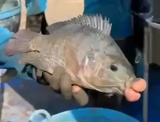 Cá Có Môi Dày