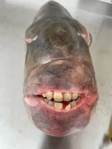 Cá Có Răng Giống Người Cá Có Răng Giống Người