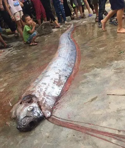 Cá Có Râu Dài Cá Có Râu Dài