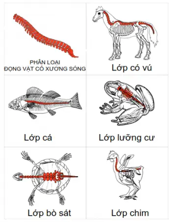 Cá Có Xương Sống Cá Có Xương Sống