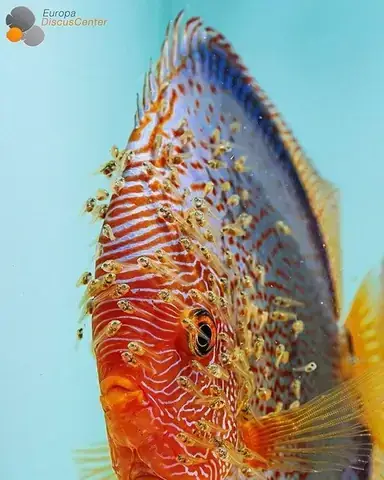 Cá Con Mới Đẻ Bị Chết