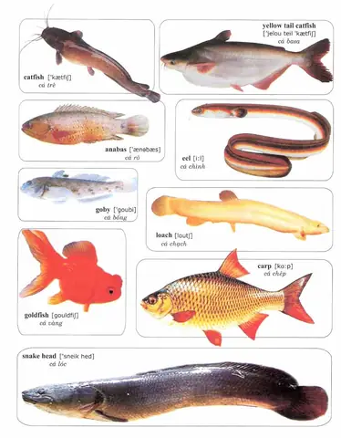 Cá Da Trơn Tiếng Anh Cá Da Trơn Tiếng Anh