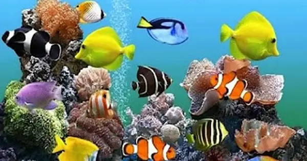 Cá Đại Dương Cảnh Cá Đại Dương Cảnh