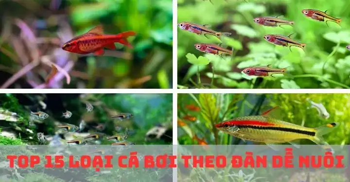 Cá Đàn Dễ Nuôi