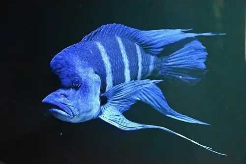 Cá Đầu Bò Ăn Gì Cá Đầu Bò Ăn Gì
