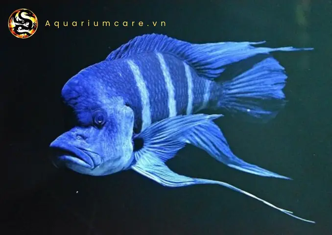 Cá Đầu Bò Xanh