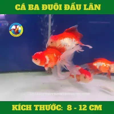 Cá Đầu Lân Bị Nấm Cá Đầu Lân Bị Nấm