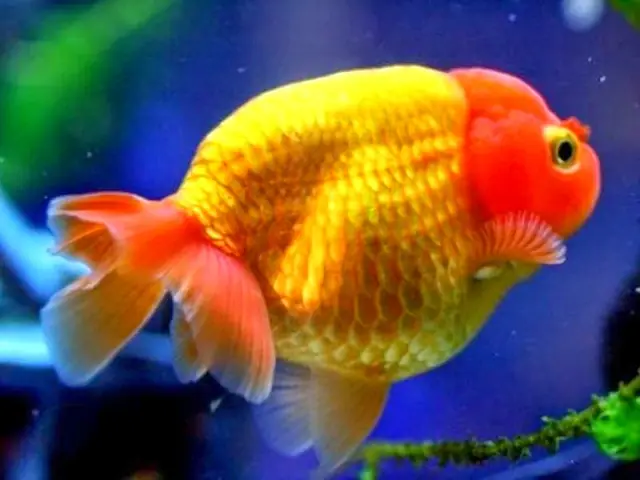 Cá Đầu Lân Đẻ Trứng